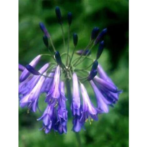 Agapanthe 'Purple Cloud' Godet de 8/9 cm