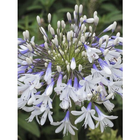 Agapanthe 'Queen Mum' Godet de 8/9 cm