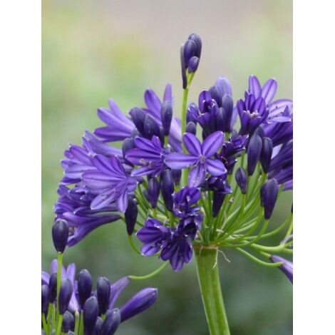 Agapanthe 'Royal Velvet' Pot de 2L/3L