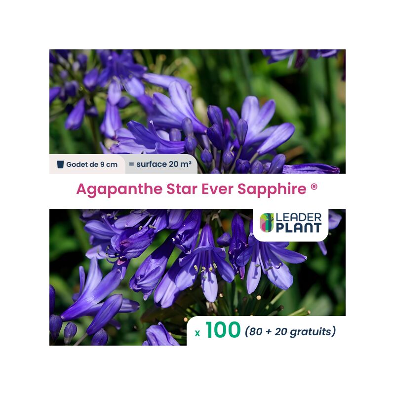 100 x Agapanthe Star Ever Sapphire en godet