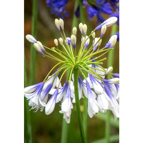 Agapanthe 'Twister' Taille du pot - Pot de 3 Litres