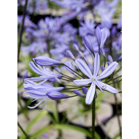 Agapanthe 'Vallée de l'Authion' Pot de 2L/3L