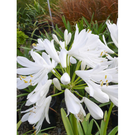 Agapanthe 'White Baby' Pot de 2L/3L