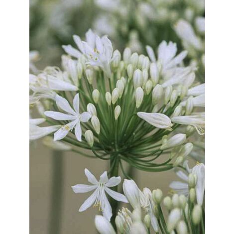 Agapanthe 'White Heaven' Godet de 8/9 cm