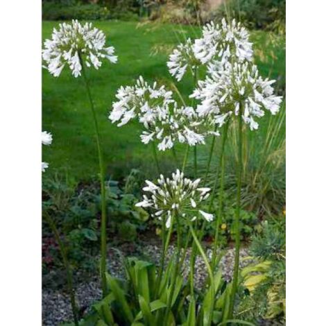 Agapanthe 'Windsor Grey' Pot de 2L/3L