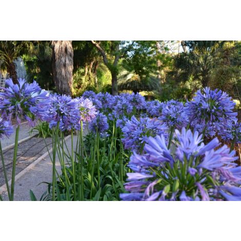 Agapanthus Africanus Azureum pot 18cm