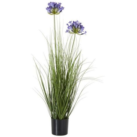 Agapanthus Plant in Pot - Plastic - Height 90 cm - Blue