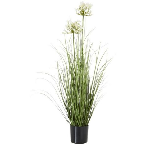 Agapanthus Plant in Pot - Plastic - Height 90 cm - White