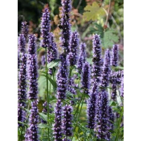 Agastache à odeur de fenouil 'Black Adder' Godet de 8/9 cm