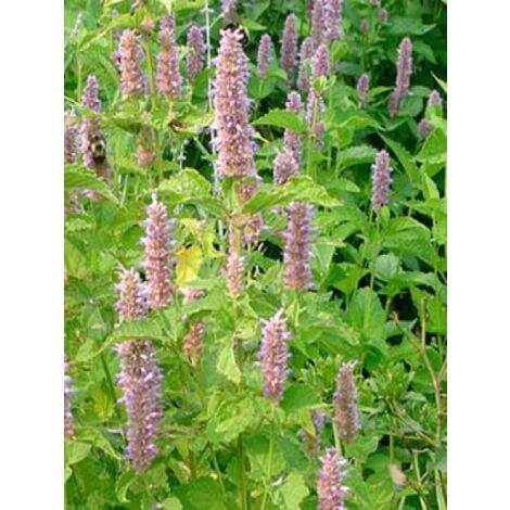 Agastache à odeur de fenouil 'Golden Jubilee' Godet de 7/8 cm