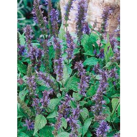 Agastache 'After Eight' Godet de 8/9 cm