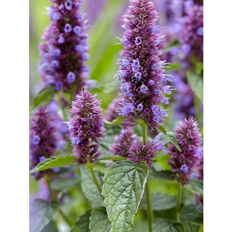 Agastache 'Beelicious Purple' Godet de 8/9 cm