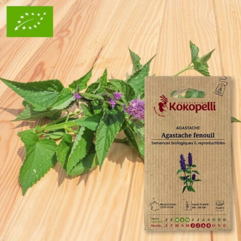 Agastache Fenouil