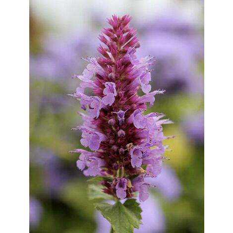 Agastache 'Globetrotter' Godet de 8/9 cm