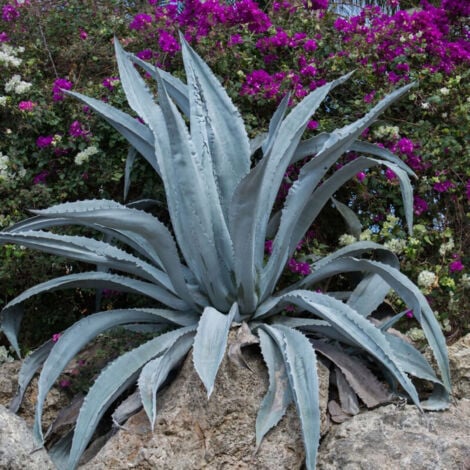 Agave d'Amérique americana