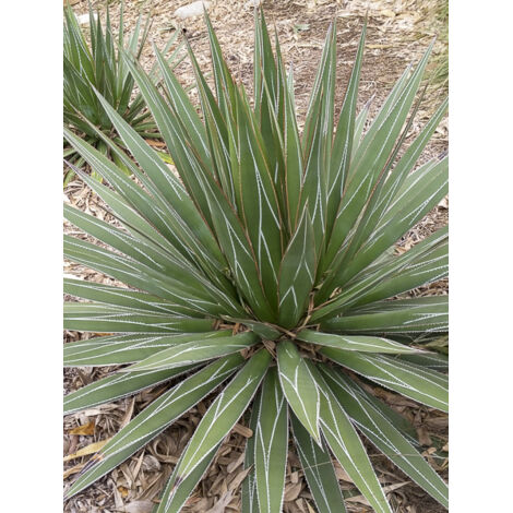 Agave 'Impressive' Godet de 8/9 cm
