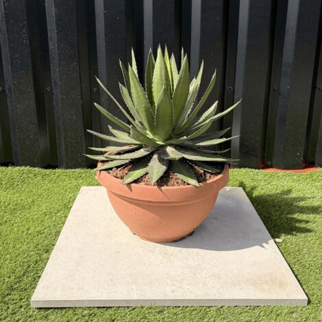 Agave Lophantha Pot 14 Litres Hauteur 50 cm