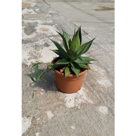 Agave Salmiana Ferox
