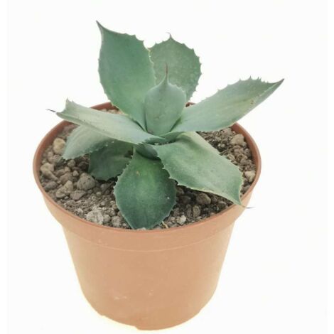 Agave seemanniana "Agave pygmaea" pianta grassa succulenta in vaso  19 cm