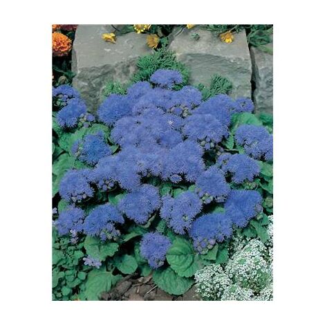 AGERATUM BLUE MINK - Graines de fleurs - 0.1 G