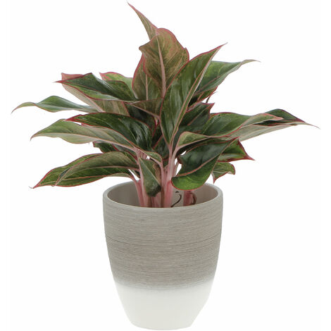 Aglaonema Light Star con Vaso in Ceramica Espresso Cream - Pianta Vera Purifica Aria - H 30-40 cm Vaso Ø 12 cm