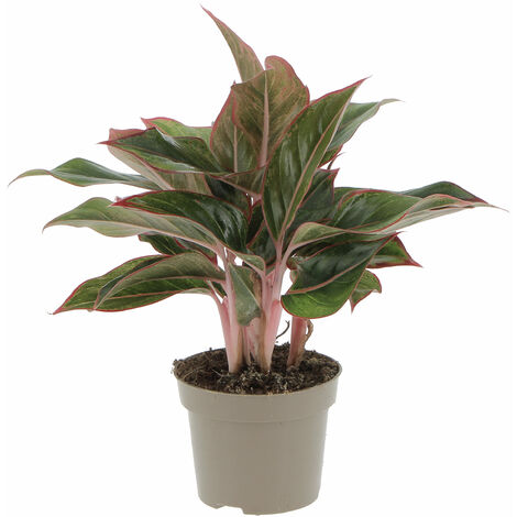 Aglaonema Light Star - Pianta Vera Purifica Aria - H 30-40 cm Vaso Ø 12 cm