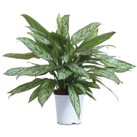 Aglaonema silver bay Floramiata