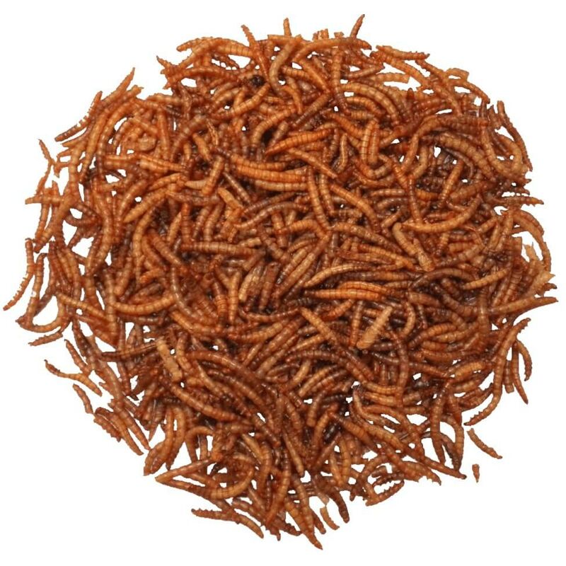 Agrarshop Vers de farine 10 kg Nourriture pour oiseaux hivernale Complément alimentaire