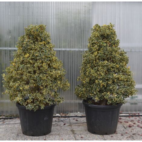 Agrifoglio variegato "Ilex aquifolium Argentea Marginata" pungitopo esemplare a cono in mastello  Ă¸60 cm h. 100/120 cm