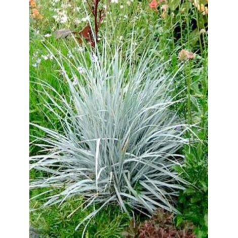 Agropyron magellanicum Godet de 8/9 cm