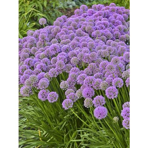 Ail d'ornement 'Millenium' Godet de 8/9 cm