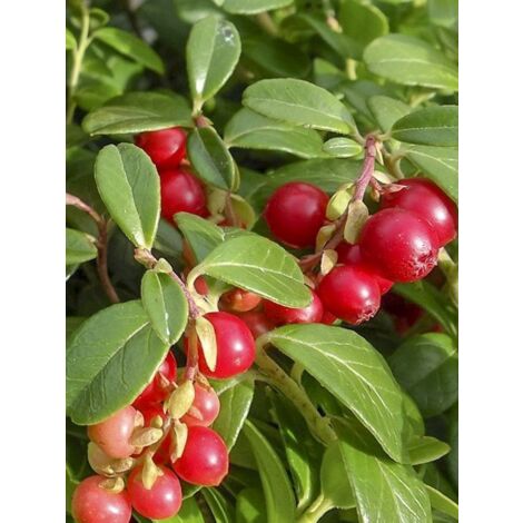 Airelle rouge 'Red Pearl' Pot de 2L/3L