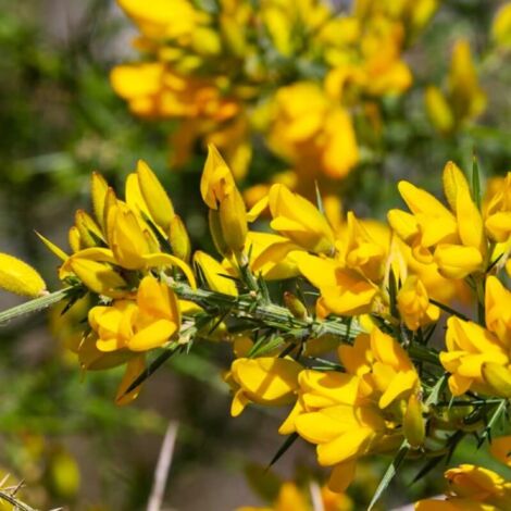 Ajonc d'Europe (Ulex Europaeus) - Godet - Taille 13/25cm