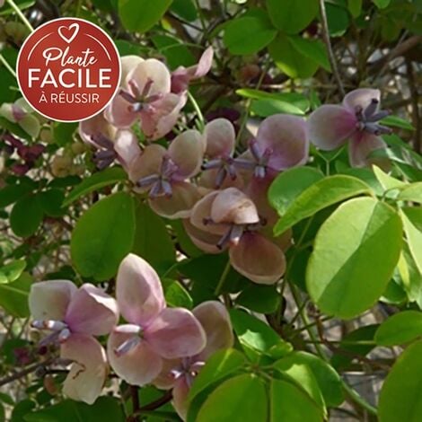 JAVOY PLANTES Akébie 'Cream Form' - akebia quinata 3L