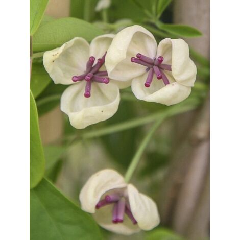 Akébie 'Cream Form' Pot de 2L/3L