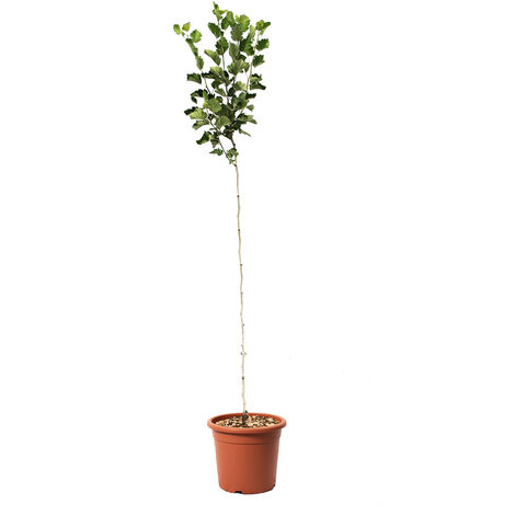 Alberello di Azzeruolo - Pianta Vera da Frutto - Vaso Ø 24 cm