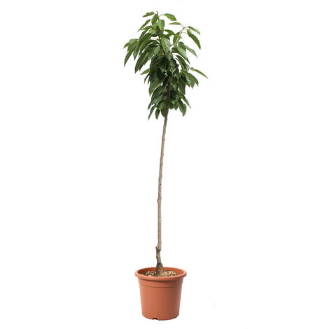 Alberello di Ciliegio Sweetheart - Pianta da Frutto per Giardino Ciliegia - Vaso Ø 24 cm