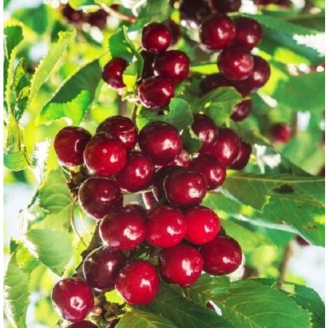 PIANTEWEB Albero Amarena Età: 3 anni