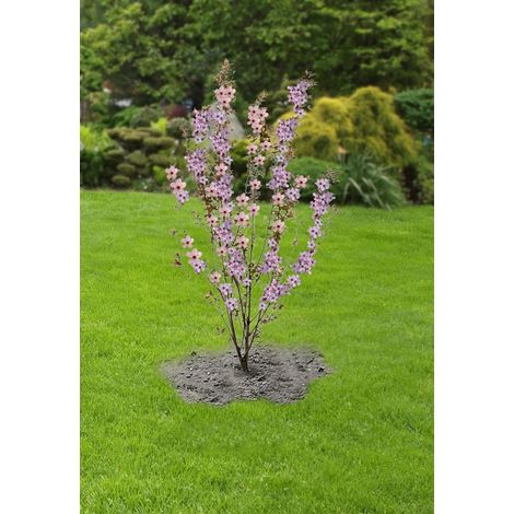 Albero Dalle Foglie Rosa Di Cipro 3962secretgiardino