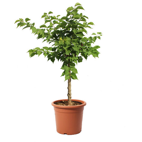 Albero di Albicocco Nano - Pianta da Frutto da Giardino - Prunus Armeniaca - Vaso Ø 24 cm