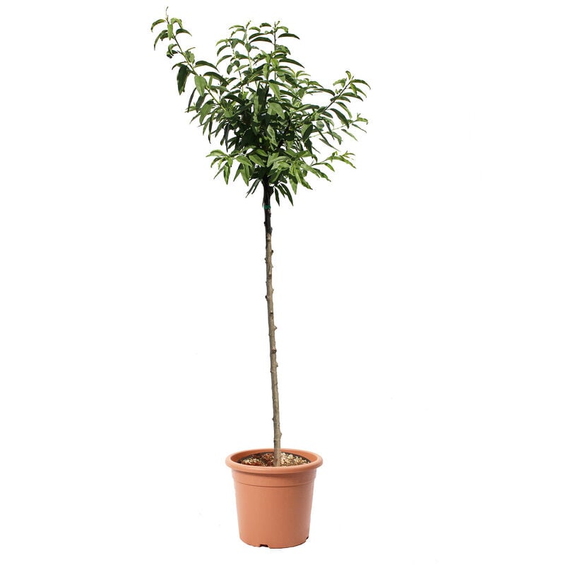 Kentis - Albero di Mandorlo - Prunus Dulcis - Piante Vere da Frutto - Vaso ø 28 cm