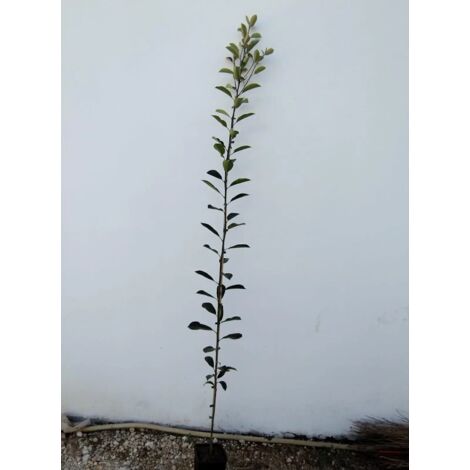 ALBERO DI PHOTINIA RED ROBIN DI ANNI DUE  altezza 180/200 cm  (foto reale)