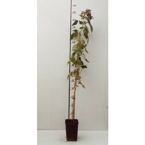 Albero Lampone - Alberi da Frutto