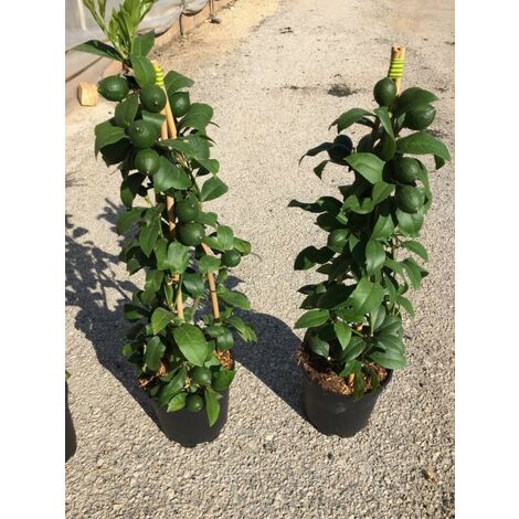 Albero Limone - Agrumi
