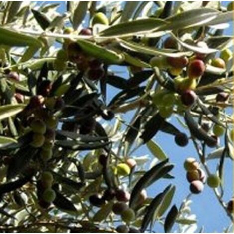 Olivo Bosana | Piante Di Olivo - 2 Anni - Foto 6