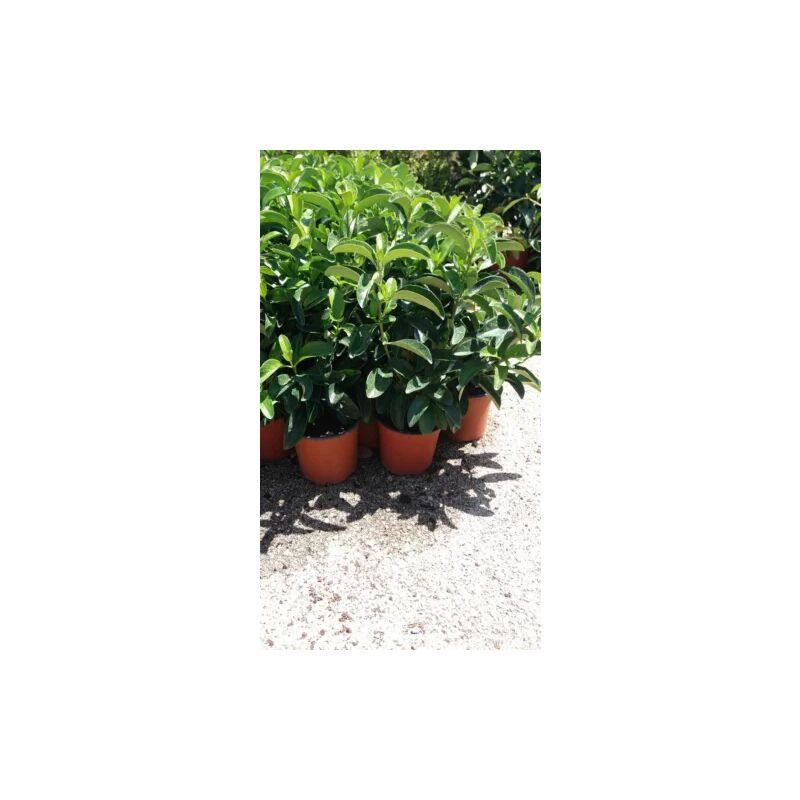 ALBERO SALICE BIANCO SALIX ALBA IN VASO 24 ALTEZZA...