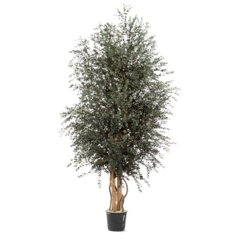 Albero Wide Parvifolia stabilizzato H130 cm no manutenzione pianta stabilizzata