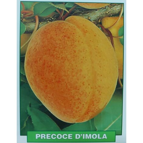 Albicocca Precoce d'Imola - pianta di 3 anni