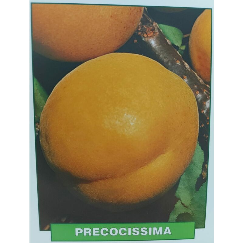 Albicocca Precocissima Pianta Di 3 Anni