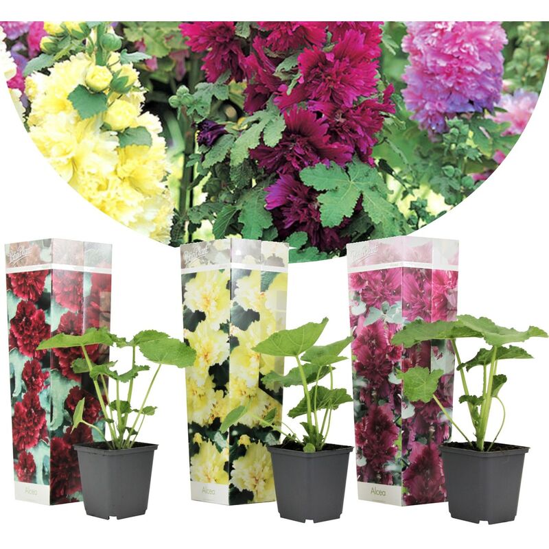 Plant In A Box - Alcea rosea - Mélange de 3 - Rouge, citron, violet - Pot 9cm - Hauteur 25-40cm - Jaune